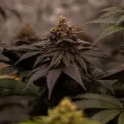 Lemon Cherry Runtz - Fast Buds