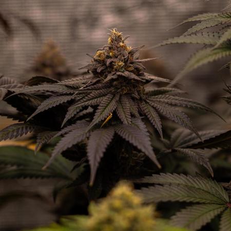 Lemon Cherry Runtz - Fast Buds