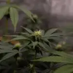 Biscotti Gelato - FastBuds