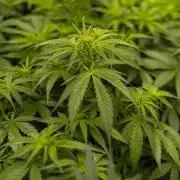 Dutch Blue Auto - Spliff Seeds