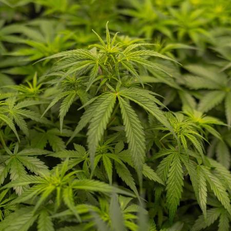 Dutch Blue Auto - Spliff Seeds