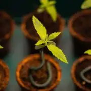 Mendo Guavo Auto