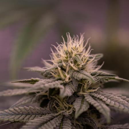 Lemon Cherry Runtz - Fast Buds