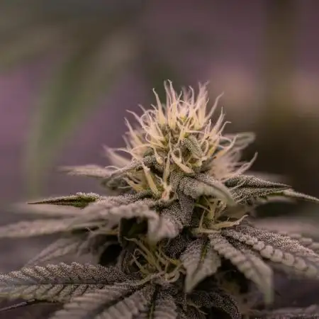 Lemon Cherry Runtz - Fast Buds