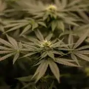 Special Kush - Paradise Seeds