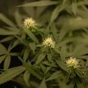 Amnesia - Paradise Seeds