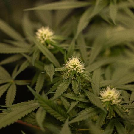 Amnesia - Paradise Seeds
