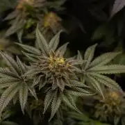 Tester 501x51 - Paradise Seeds