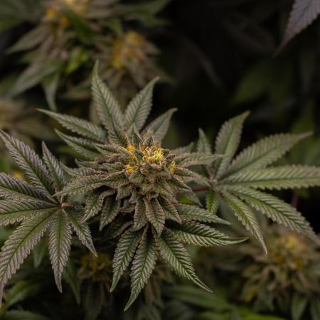 Tester 501x51 - Paradise Seeds