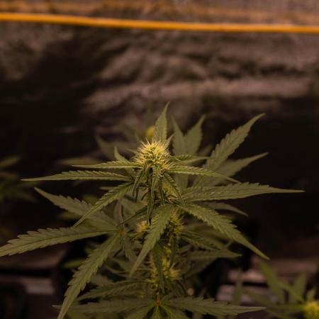 Mendo Frost Auto - Fastbuds