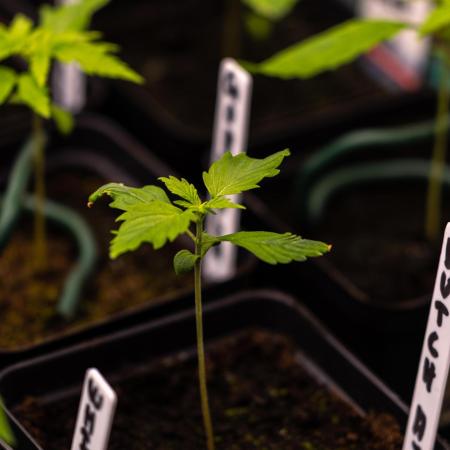 Dutch Auto - Spliff Seeds