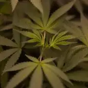 Afghani Gold - Spliff Seeds