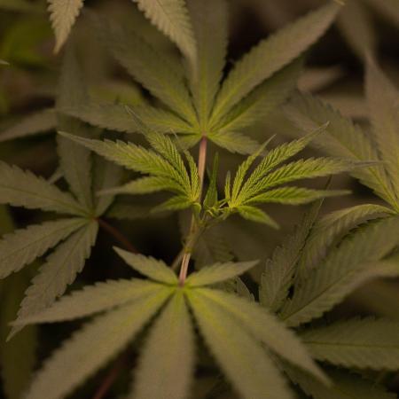 Afghani Gold - Spliff Seeds