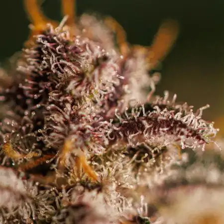 Fast Buds - Tropicana Cookies FF