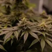 Space Cookies- Paradise Seeds