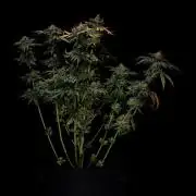 Special Kush - Paradise Seeds