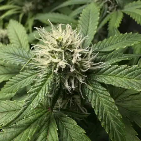 Mint Runtz Auto - Spliff Seeds