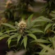 Afghani Gold - Spliff Seeds