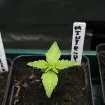 Mint Runtz Auto - Spliff Seeds