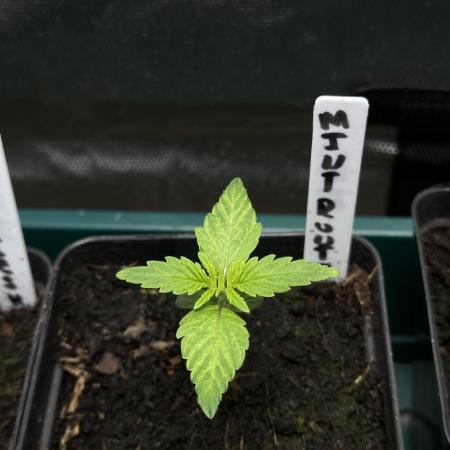 Mint Runtz Auto - Spliff Seeds