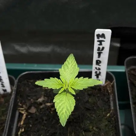 Mint Runtz Auto - Spliff Seeds