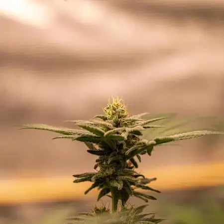 Paradise Seeds - Purple Mints