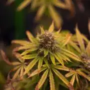 Purple Berry Kush - Spliff Seeds