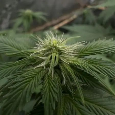 Crystal White - Spliff Seeds