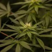 San Fernando Valley Kush-Paradise Seeds