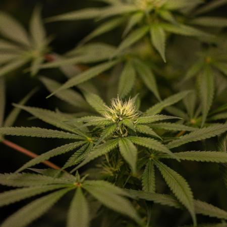 San Fernando Valley Kush-Paradise Seeds