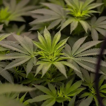 Spliff Seeds - CBD Spliff Berry