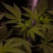 Gelato - Spliff Seeds