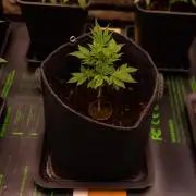 Gorilla Glue - Paradise Seeds