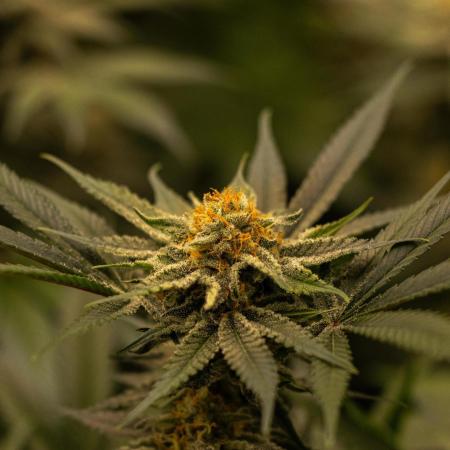 Paradise Seeds - L.A. Amnesia