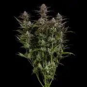 Spliff Seeds - Spliff strawberry #2