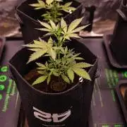 Mendo Frost Auto - Fastbuds