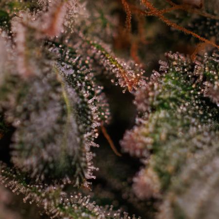 Fast Buds - Lemon Paya