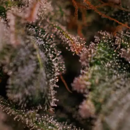 Fast Buds - Lemon Paya