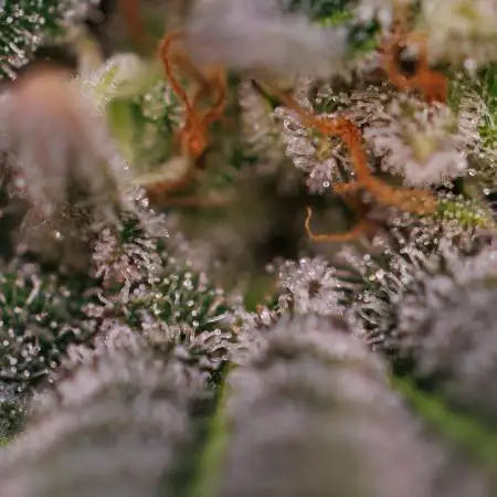 Fast Buds - Gorilla Melon