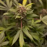 Blue Berry - Spliff Seeds