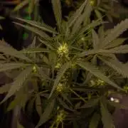 Mendo Guavo Auto