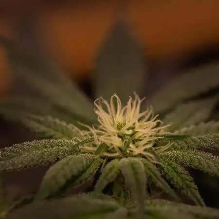 Fast Buds - Rainbow Melon