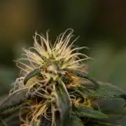 Afghani Gold - Spliff Seeds