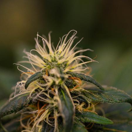 Afghani Gold - Spliff Seeds