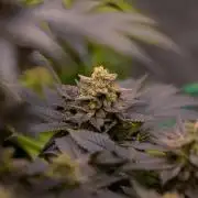 Space Cookies- Paradise Seeds
