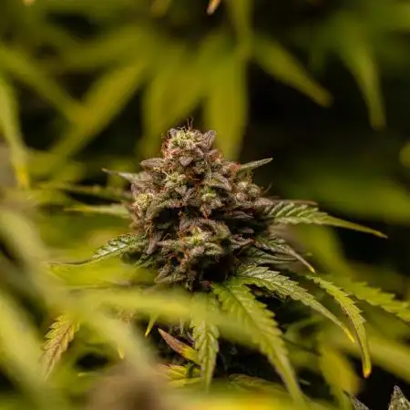 Mint Runtz Auto - Spliff Seeds