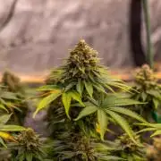 Bubblegun - Spliff Seeds