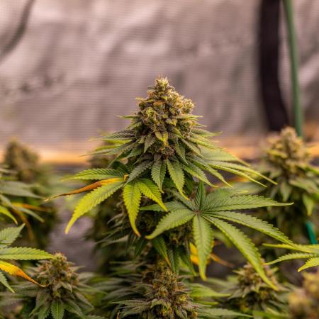 Bubblegun - Spliff Seeds