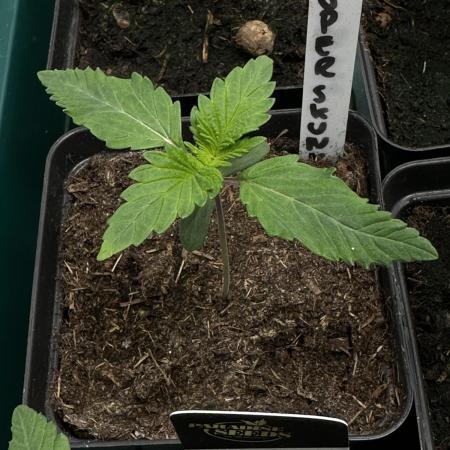 Super Skunk - Spliff Seeds