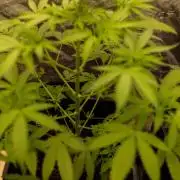 Afghani Gold - Spliff Seeds